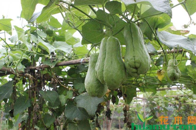 佛手瓜怎么种植高清图片
