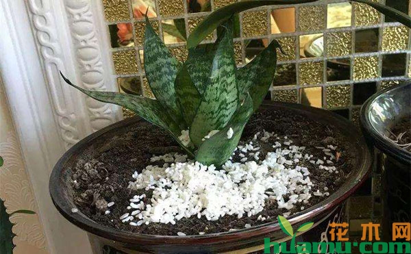 糙米水养花
