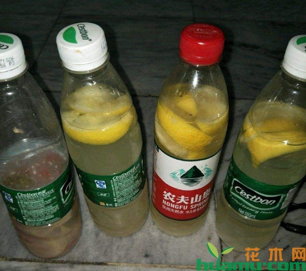糙米水发酵