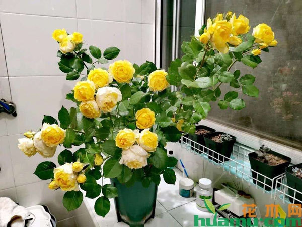 月季花