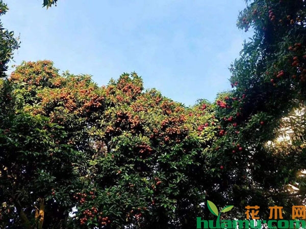 荔枝树