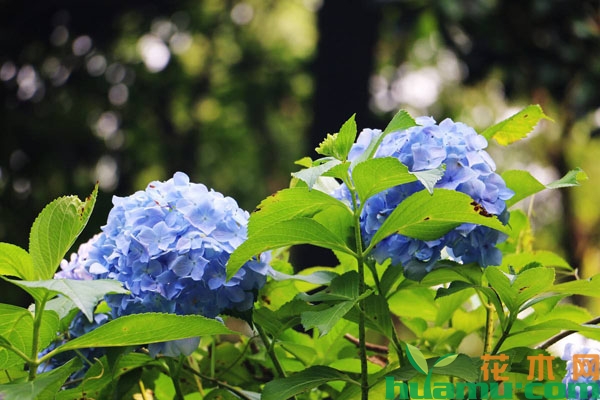 绣球花