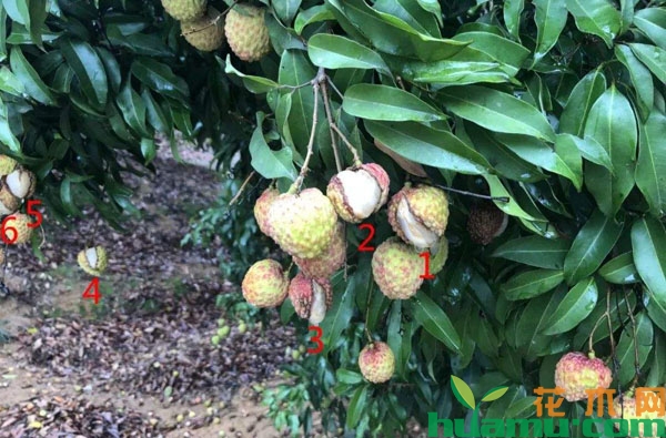 荔枝裂果