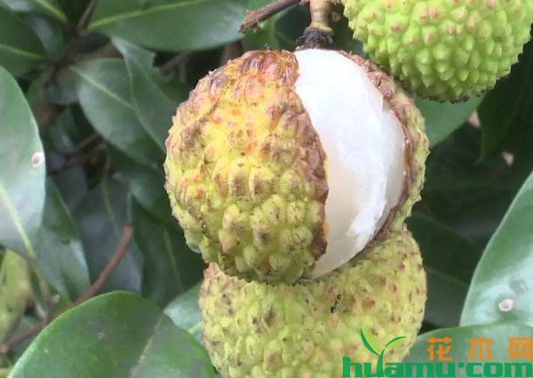 成熟期荔枝裂果的原因