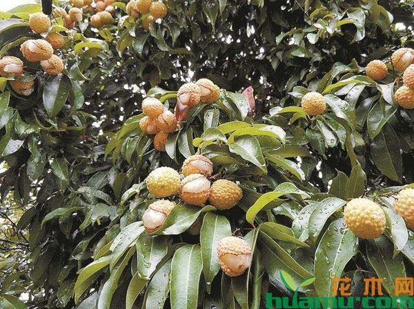 荔枝裂果