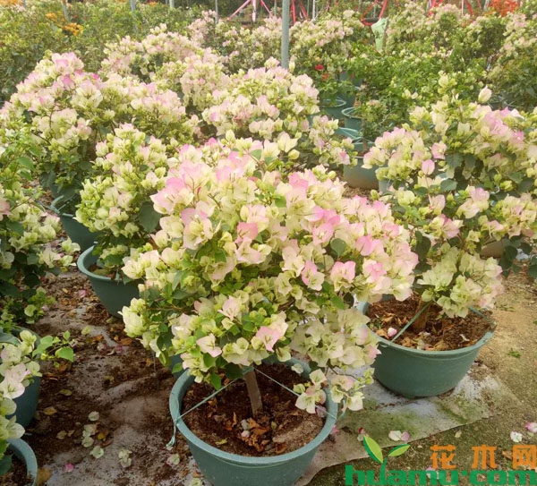 三角梅夏季养护要点