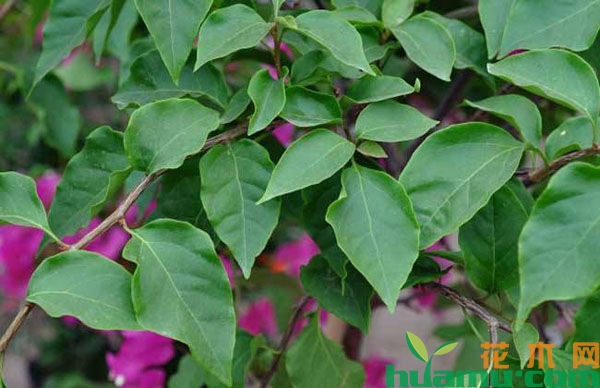 夏季三角梅怎样养能开花？