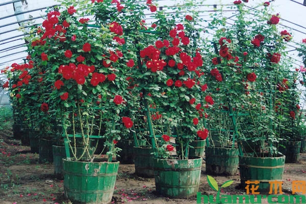 月季花造型花柱的管理方法