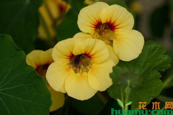 黄花旱金莲