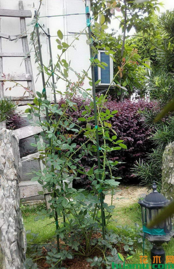 月季花修剪造型