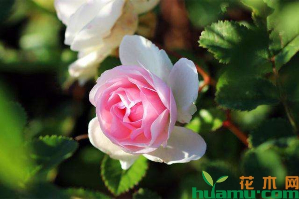 月季花