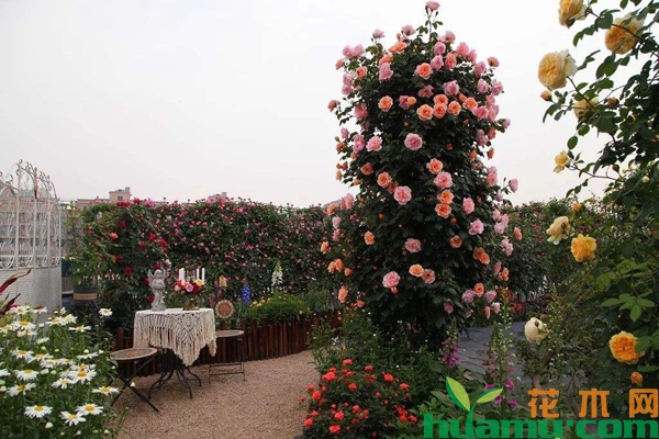 怎样打造月季花造型花柱？