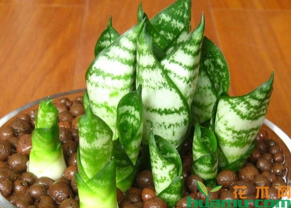 虎皮兰小芽怎么上盆？