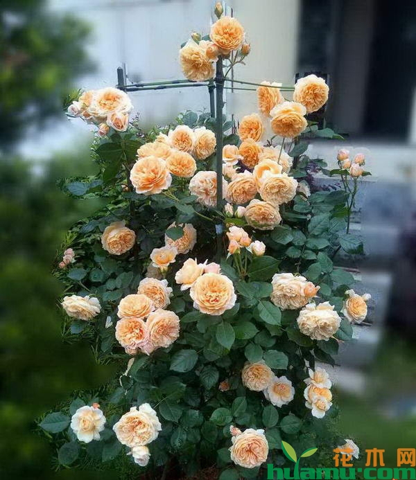 月季花柱