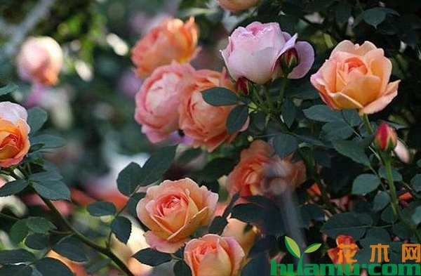 月季花