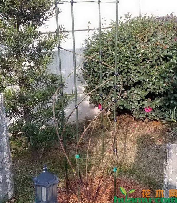 月季枝条捆绑