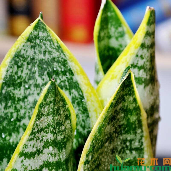 虎皮兰