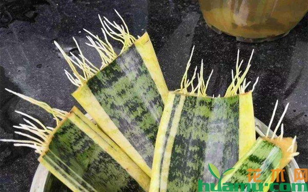 虎皮兰叶片生根