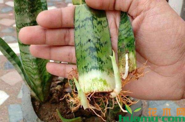 虎皮兰繁殖