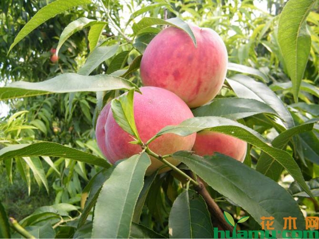 桃树病虫害及防治方法