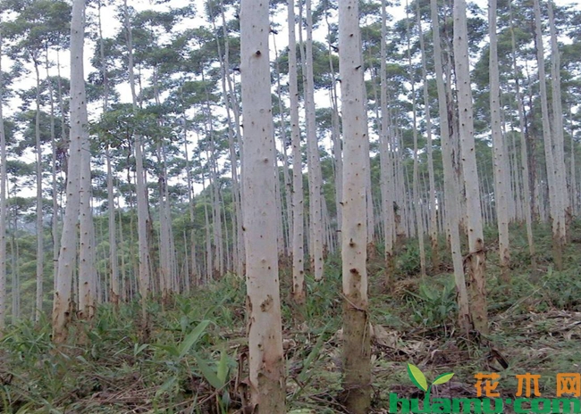 桉树种植与管理