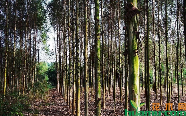 桉树种植林地高清图片.jpg