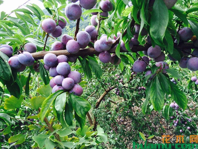 脆红李树栽培种植管理技术