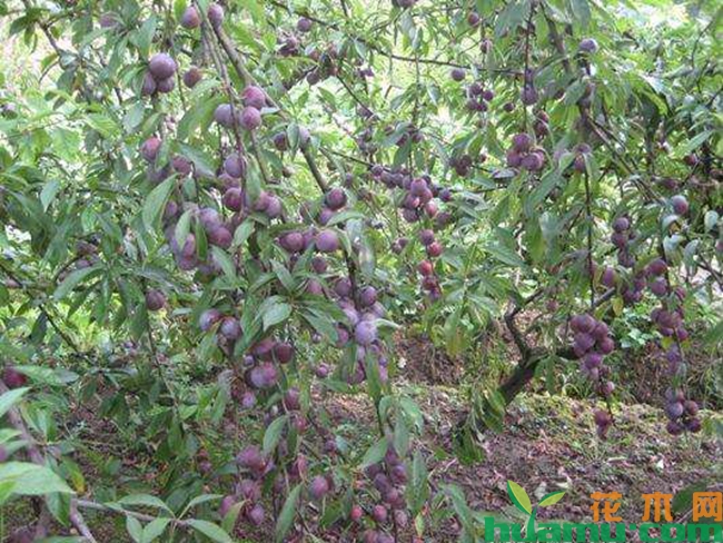 脆红李种植基地实拍图片