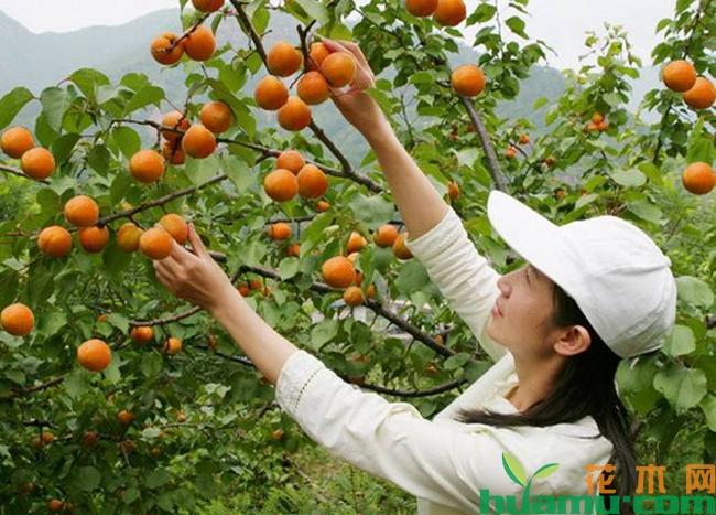 杏树病虫害及防治方法