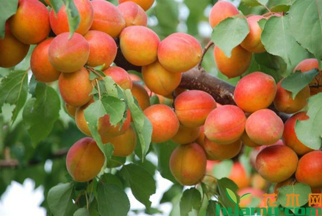 杏树种植栽培技术