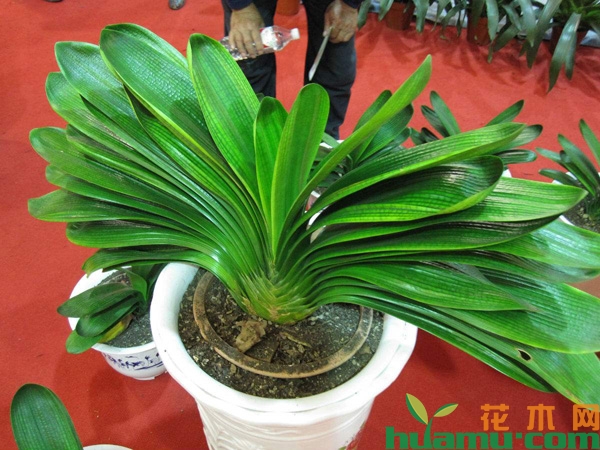 夏季君子兰叶片发蔫怎么救？
