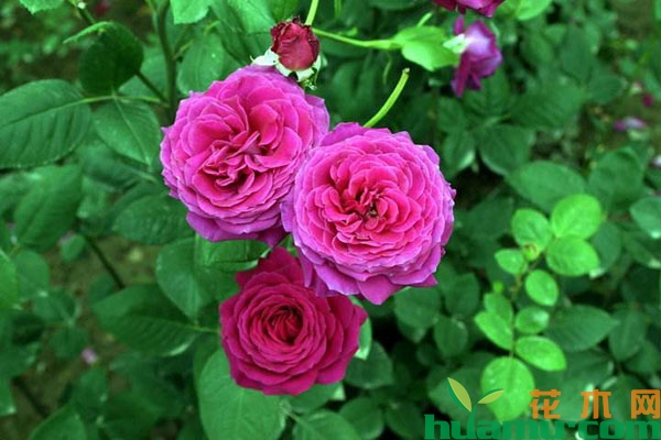 月季花这样养开花更多