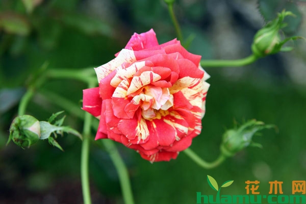 月季花