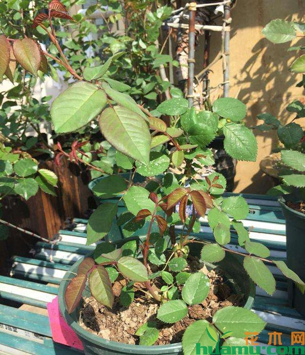 盆栽月季花