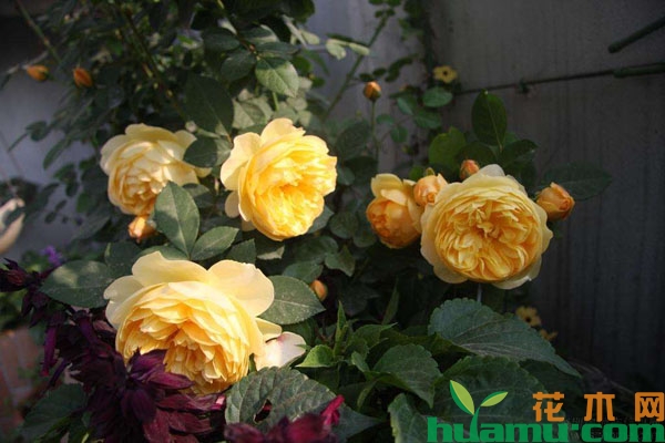 月季花