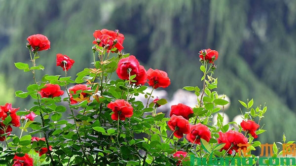 月季花
