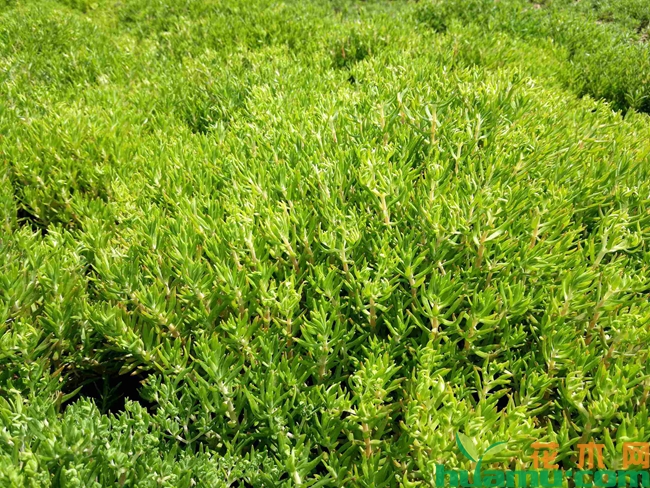 佛甲草种植实拍图片.jpg.jpg