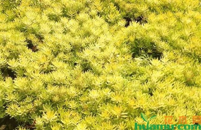 佛甲草种植高清图片.jpg