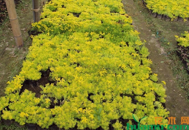 佛甲草种植图片.jpg