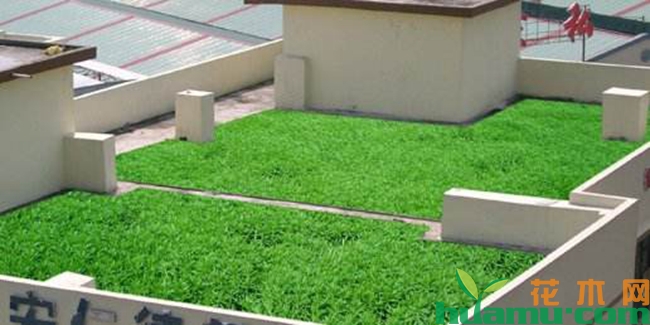 佛甲草楼顶种植效果图.jpg