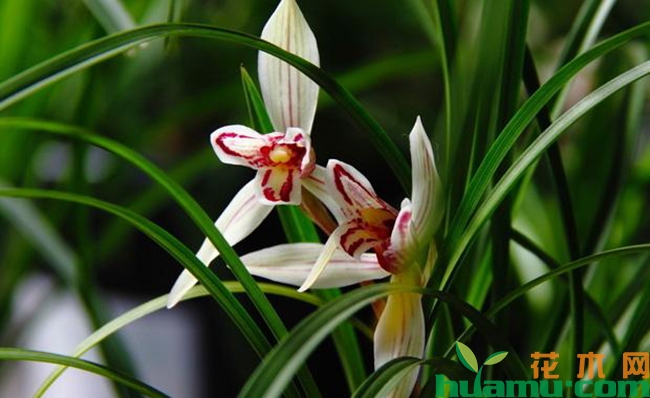 兰花种植方法.jpg