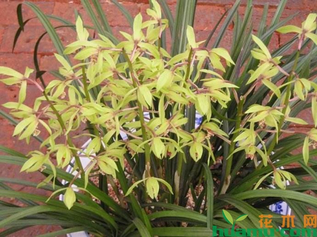 兰花种植实拍.jpg