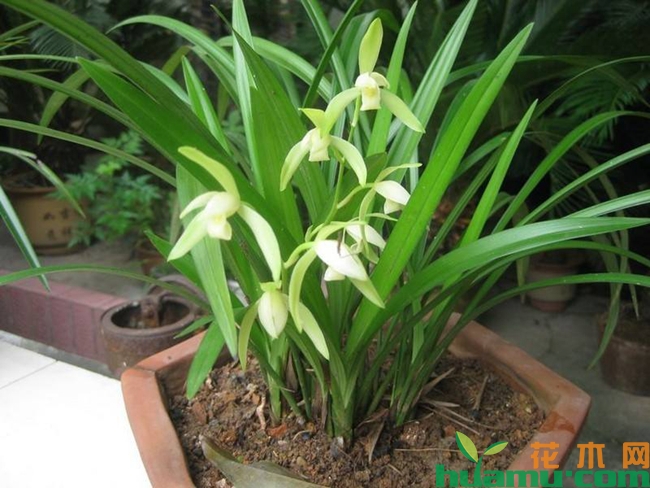 兰花种植实拍图片.jpg