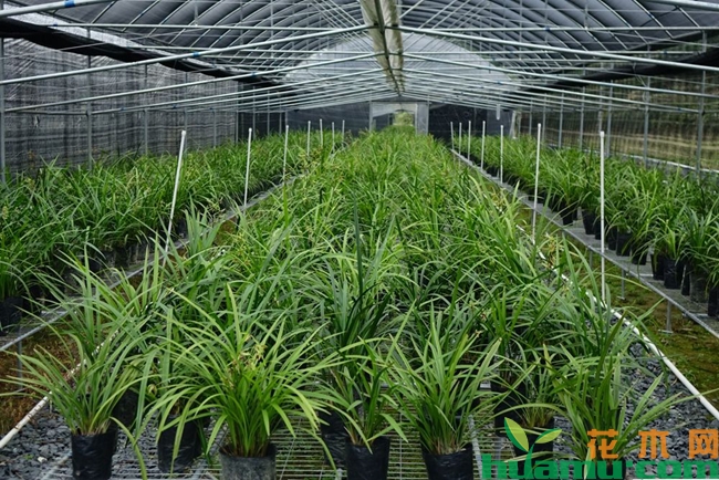 兰花种植高清图片.jpg