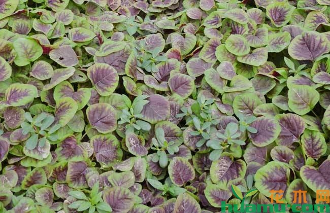 苋菜种植基地实拍.jpg