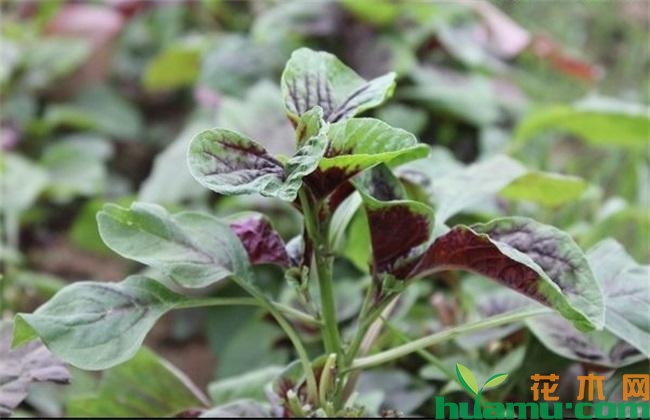 苋菜种植高清图片.jpg