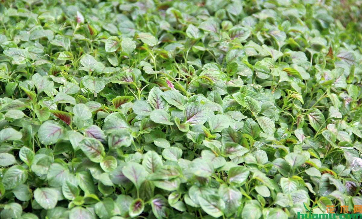 苋菜种植实拍图片.jpg
