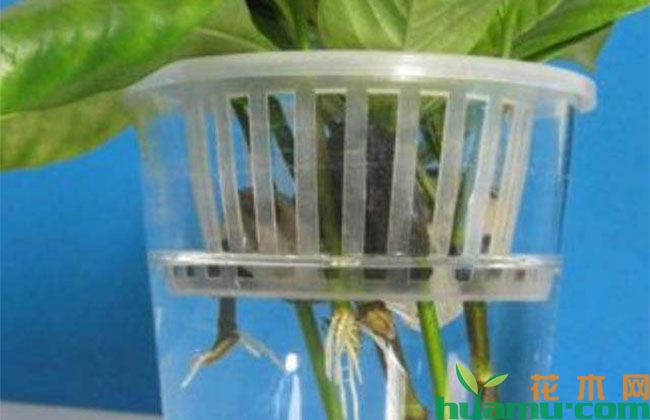 室内水培植物养护方法和注意事项 室内水培植物养护方法和注意事项