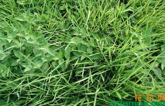 杂草除不尽?试试这个方法 杂草除不尽?试试这个方法