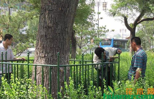 苗木春季发芽入夏却死亡,什么原因? 苗木春季发芽入夏却死亡,什么原因?